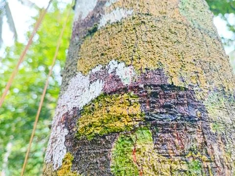 Nutmeg tree bark Stock Photos