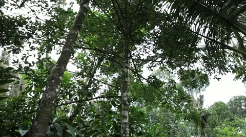 Nutmeg Tree Stock Footage 54377438