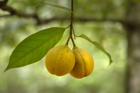 Nutmeg tree fruit on the branch Stock Photos