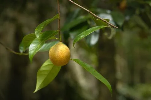 Nutmeg tree fruit on the branch Stock Photos