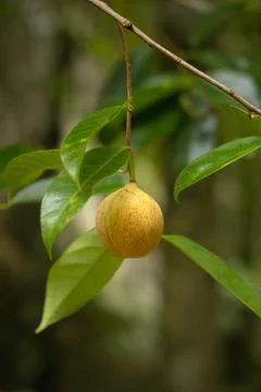 Nutmeg tree fruit on the branch Stock Photos