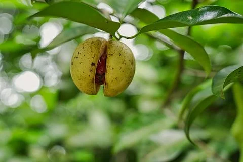 Nutmeg in tree Foto stock