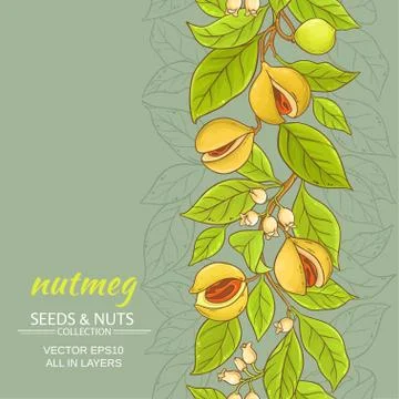 Nutmeg vector background Illustrazione stock