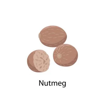 Nutmeg vector illustration in flat design isolated on white background. Stock Illustration