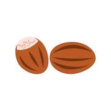 Nutmeg vector illustration isolated on white background, it can be used as a  Stock-Illustration
