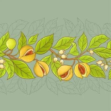 Nutmeg vector pattern Stock Illustration