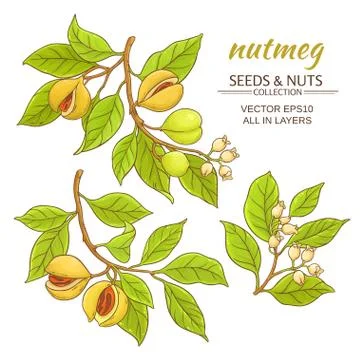 Nutmeg vector set Illustrazione stock