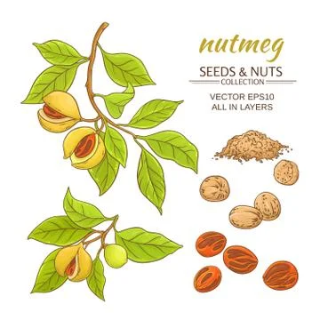 Nutmeg vector set Stock Illustration