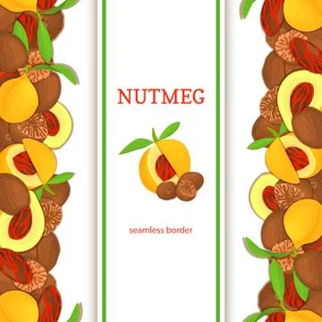 Nutmeg verticall seamless border. Vector illustration 스톡 일러스트
