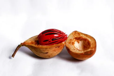 Nutmug in white background Stock Photos