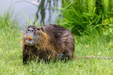 Nutria 33 Nutria 33 Copyright: xZoonar.com/Karl-HeinzxSchmidtx 20594679  Stockfoto's