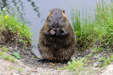 Nutria 48 Nutria 48 Copyright: xZoonar.com/Karl-HeinzxSchmidtx 17369225 Foto stock