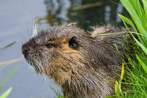 Nutria 52 Nutria 52 Copyright: xZoonar.com/Karl-HeinzxSchmidtx 17410340 Fotos Stock