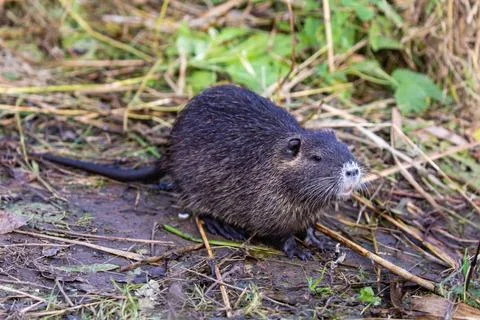 Nutria 9 Nutria 9 Copyright: xZoonar.com/Karl-HeinzxSchmidtx 21699859  写真素材