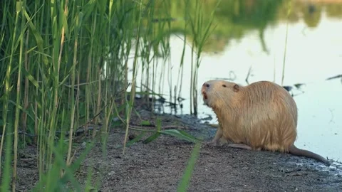 Nutria also known as Coypu sitting on the shore of the pond. Stock Footage 228643676