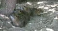 Nutria babies under tree closer HD HD Footage