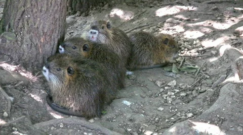Nutria babies under tree closer HD Stock Footage 83055