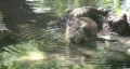 Nutria baby scratching HD HD Footage