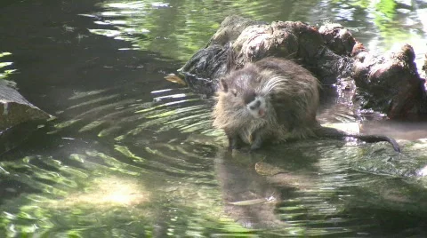 Nutria baby scratching HD Stock Footage 83063