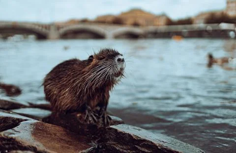 The nutria beaver Stockfoto's