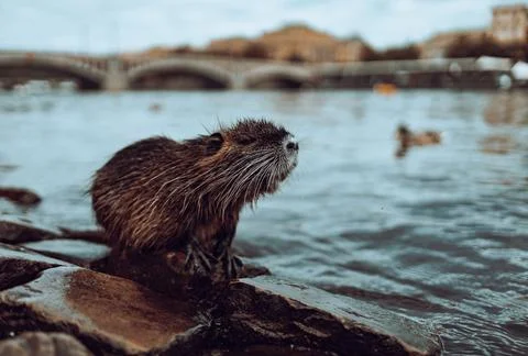 Nutria beaver Stock Photos