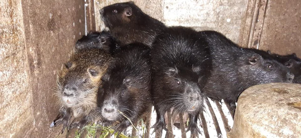 Nutria in a cage (2) Stock Photos