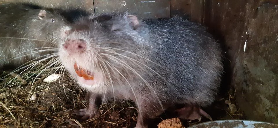 Nutria in a cage Stock Photos