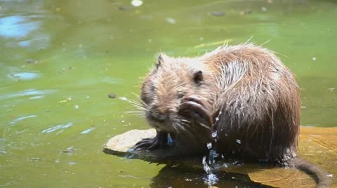 Nutria to clean a river basin Stock Footage 7746745