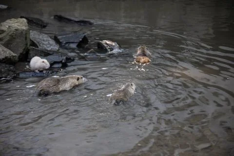 Nutria clean themselves Stock Photos