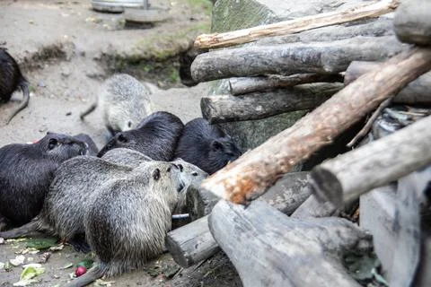 Nutria clean themselves Stock Photos