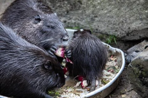 Nutria clean themselves 库存照片