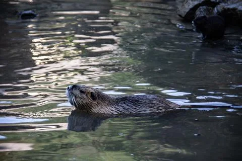 Nutria clean themselves Stock Photos