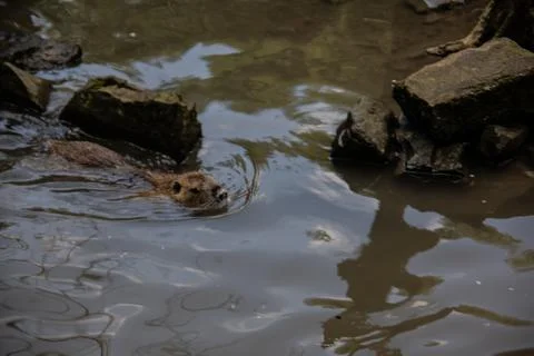 Nutria clean themselves Stock Photos