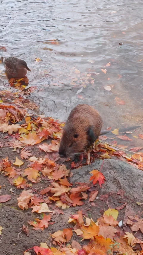 Nutria cleaning its thick fur with its hind paw while sitting on riverbank among Stock Footage 327059282