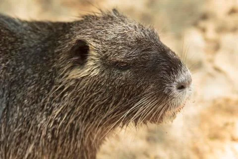 Nutria close-up Stockfoto's