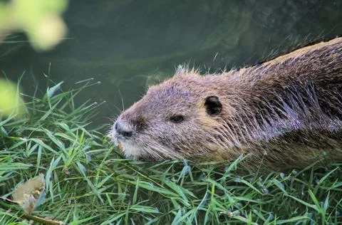 A nutria closeup view 스톡 사진