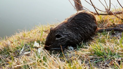 Nutria, coypu, in the wild, eats vegetables near the lake Stock Footage 107164079