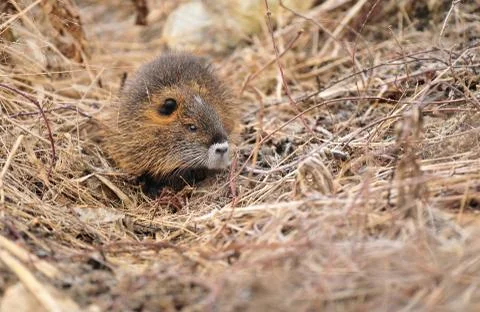Nutria cub Stock Photos
