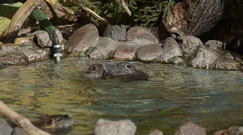 Nutria cubs Stock Footage 50517891