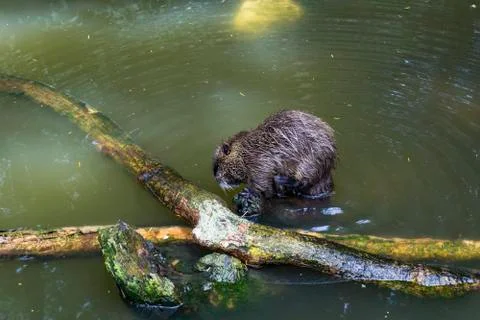 Nutria in the den Stock Photos