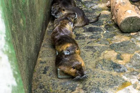 Nutria in the den Stock Photos