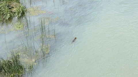 Nutria dives into Tiber river, slowmo HD Vidéo 76786328