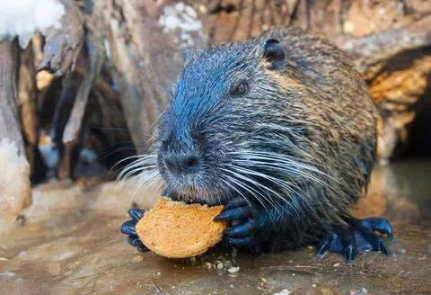 Nutria Eating a Cookie 스톡 사진
