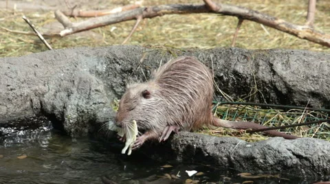 Nutria eating. Stock Footage 55712546