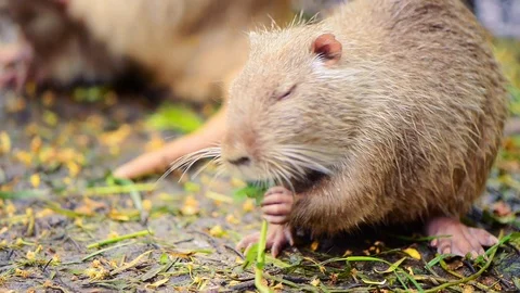 Nutria eating fresh spring plants Stock Footage 113678836
