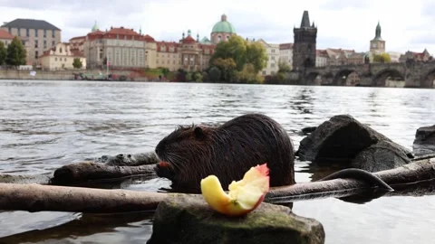 Nutria eating fruit on the Vltava River with the historic skyline of Prague and  Stock Footage 318869528