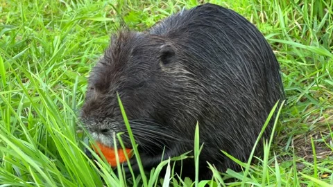 Nutria Eating Orange Carrot in Lush Green Grass Stock Footage 334314404