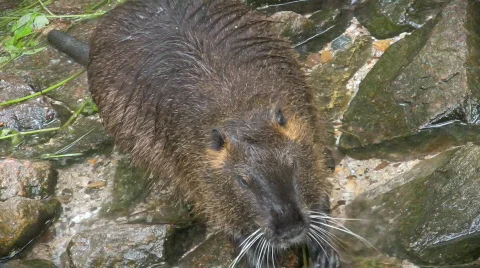 Nutria eating a plan Stock-Footage 444473