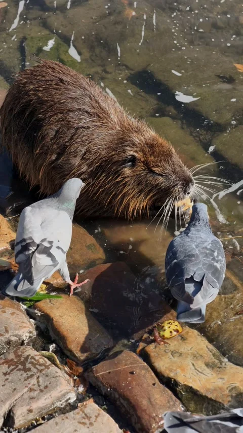 Nutria Eating at River Edge with Pigeons Nearby in Slow Motion Vertical Stock Footage 346290031