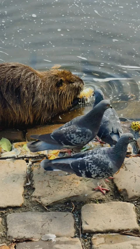 Nutria Eating at River Edge with Pigeons Nearby in Vertical Slow Motion Stock Footage 346290033